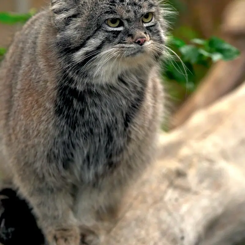A photograph of Nar in Kobe Animal Kingdom