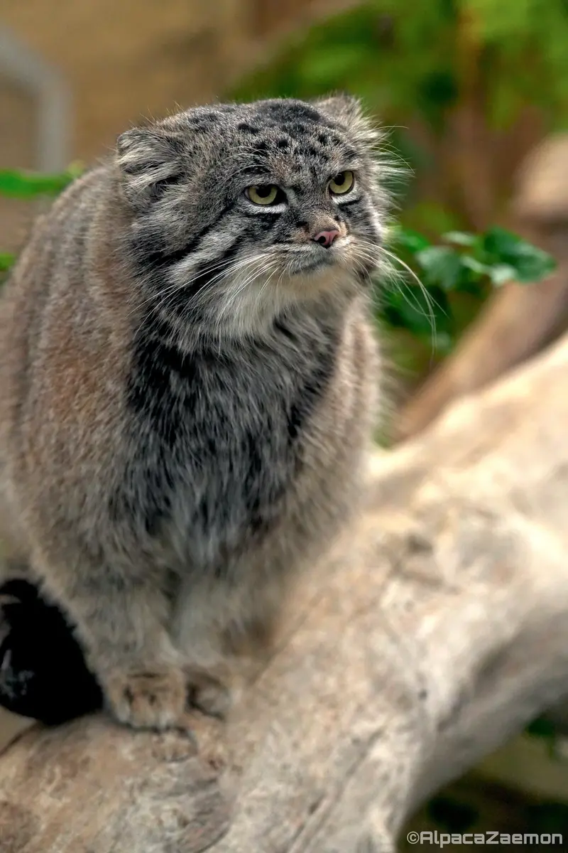 A photograph of Nar in Kobe Animal Kingdom