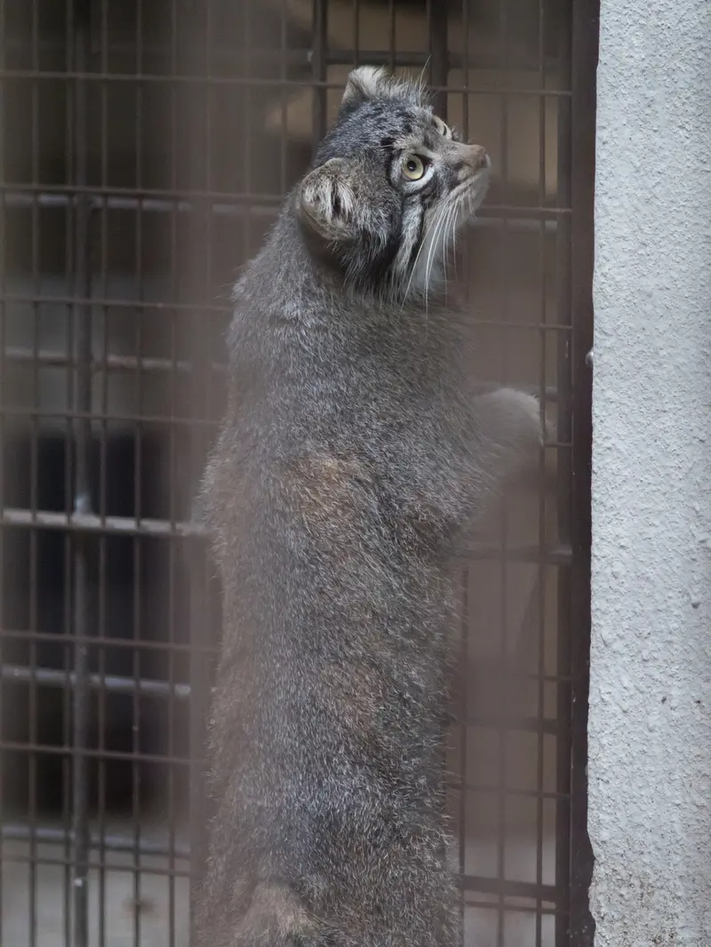 A photograph of Figa in Nogeyama Zoo