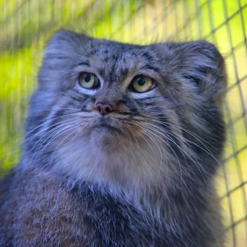 A photograph of Aysen in Košice Zoo