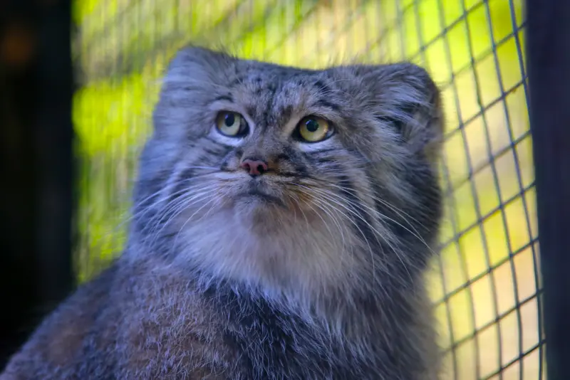 A photograph of Aysen in Košice Zoo