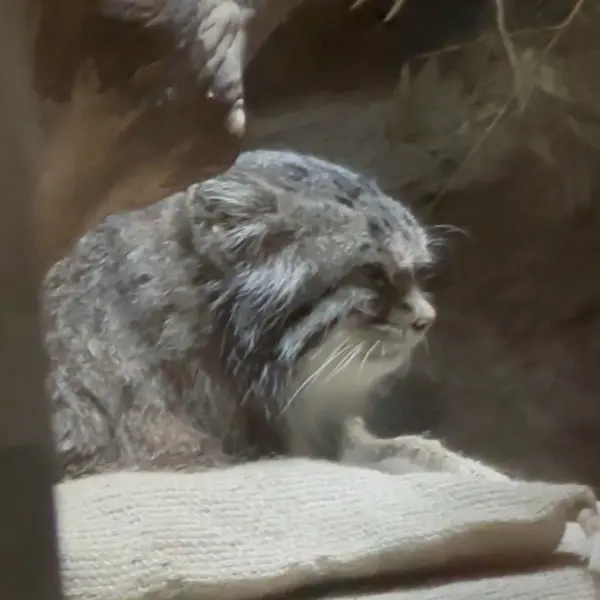 A photograph of a Pallas's cat