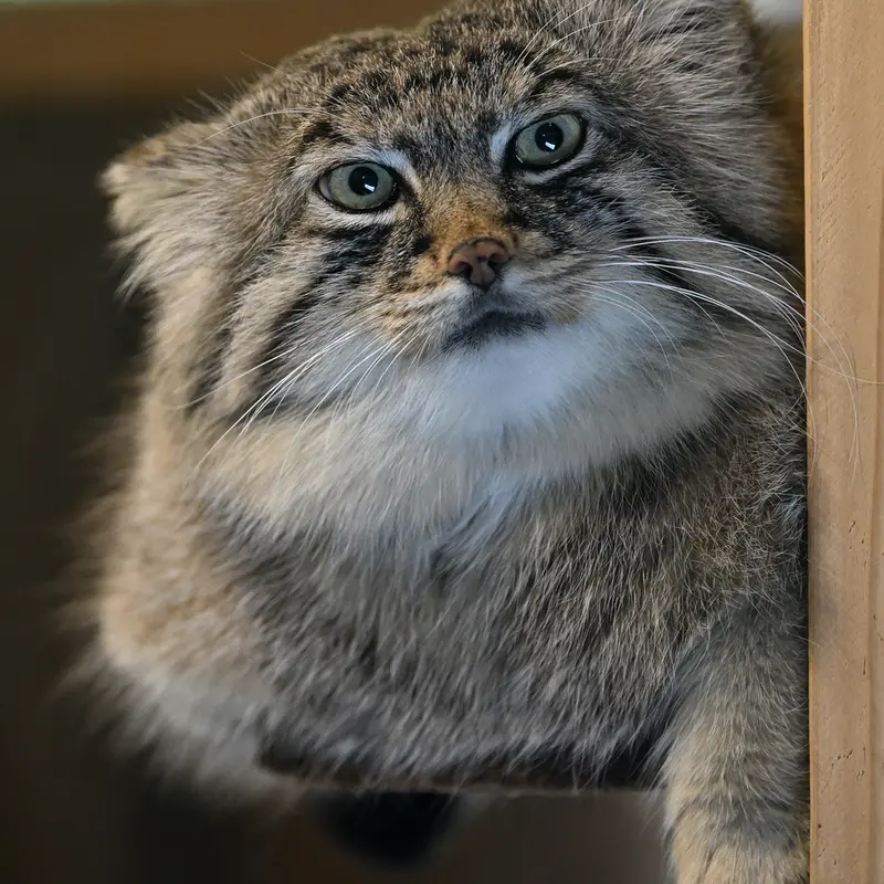 A photograph of Lotos in Saitama Children's Zoo