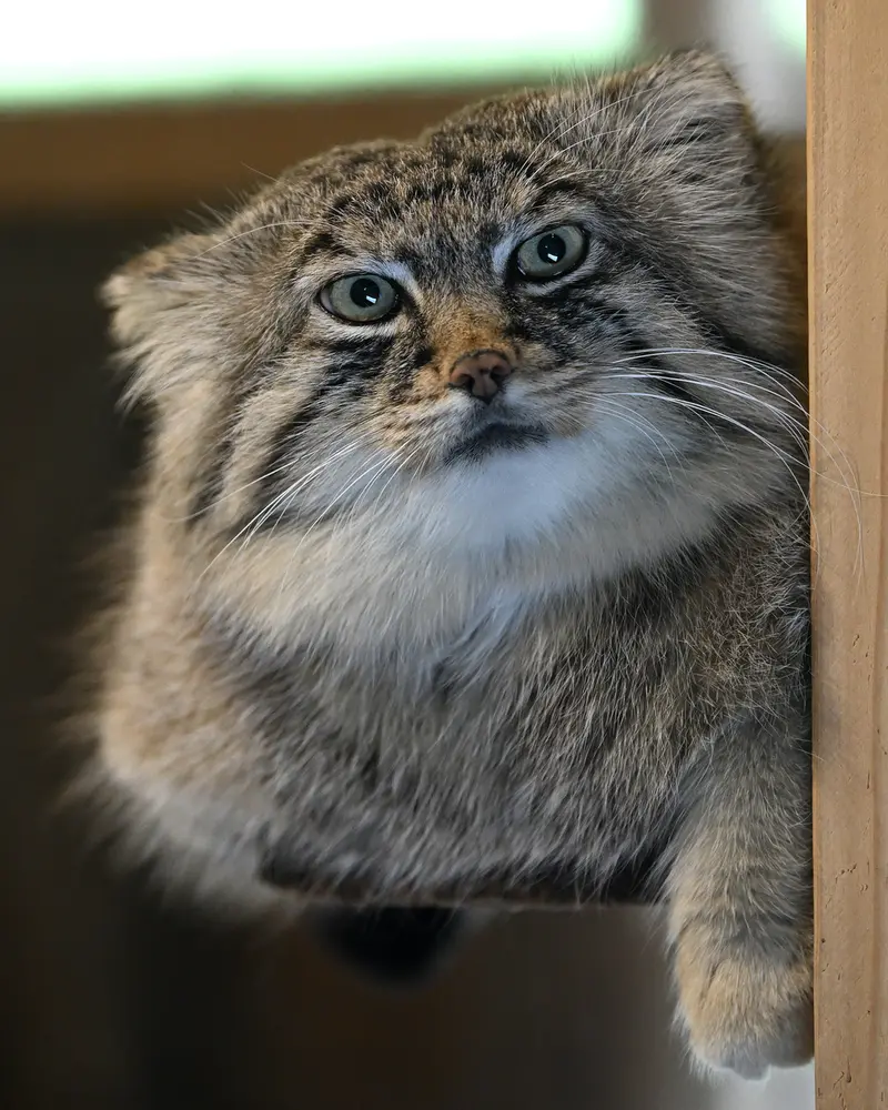 A photograph of Lotos in Saitama Children's Zoo