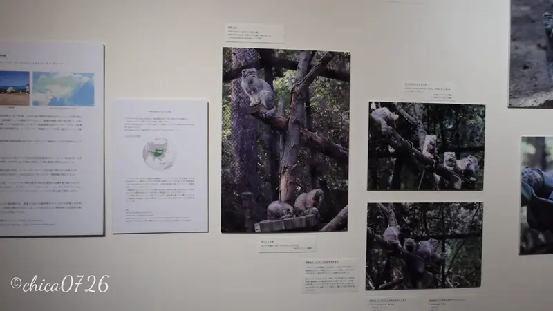 The Novosibirsk Zoo Pallas's Cat Photo Exhibition in Tokyo successfully concluded!