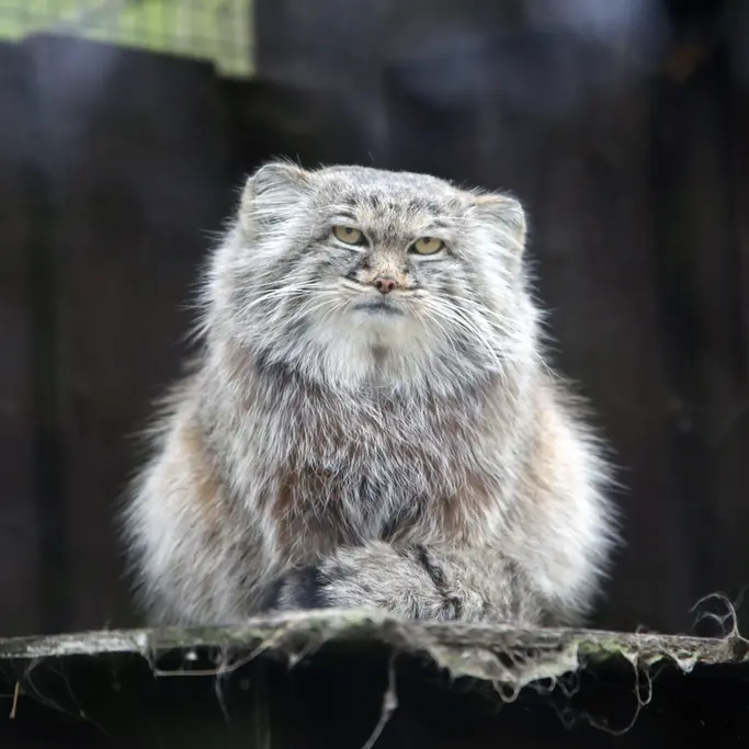 A photograph of Aysen in Košice Zoo