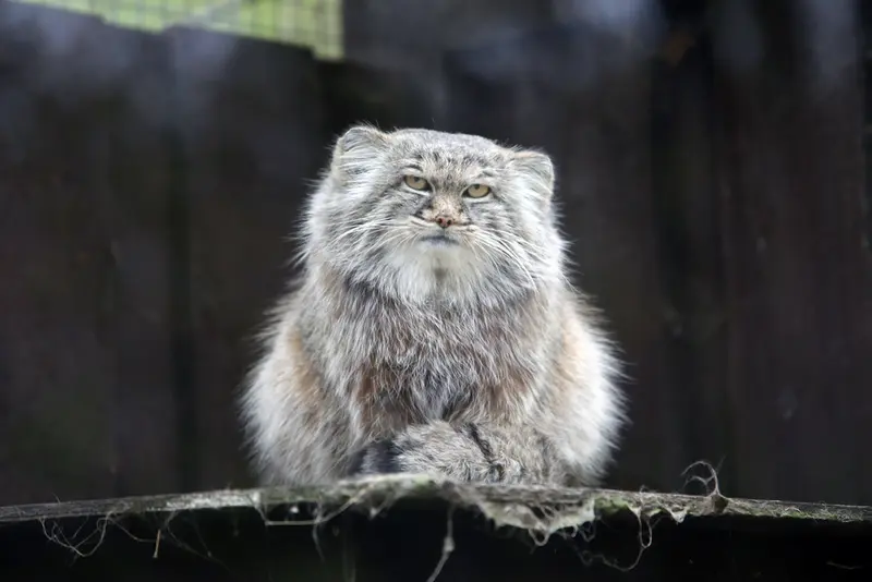 A photograph of Aysen in Košice Zoo