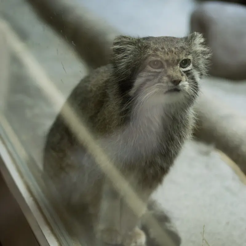 A photograph of Klyon in Ueno Zoological Gardens