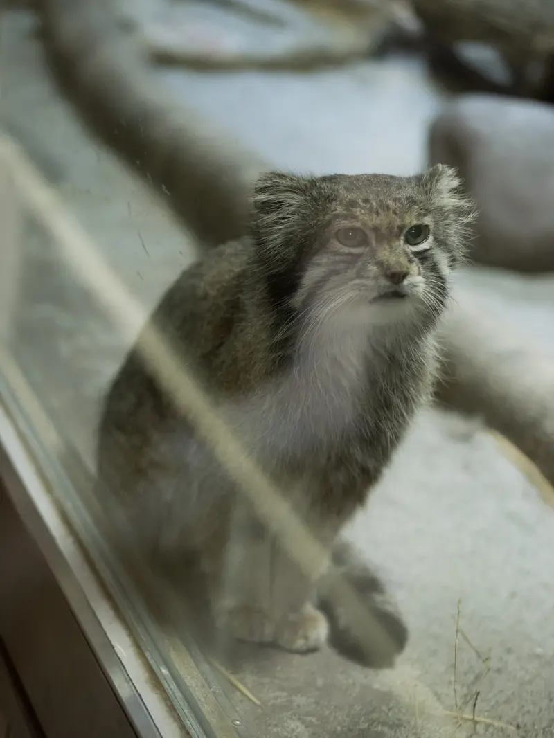 A photograph of Klyon in Ueno Zoological Gardens
