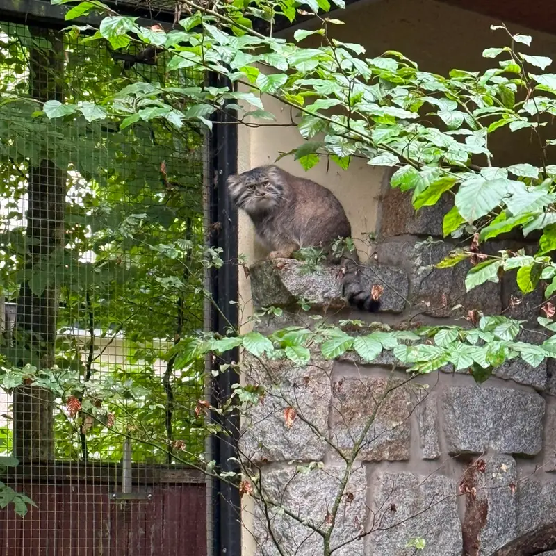 A photograph of Tuya in Chemnitz Zoo
