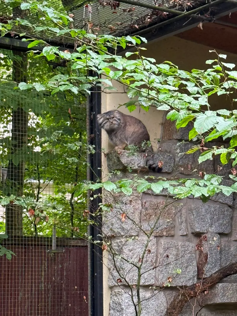 A photograph of Tuya in Chemnitz Zoo