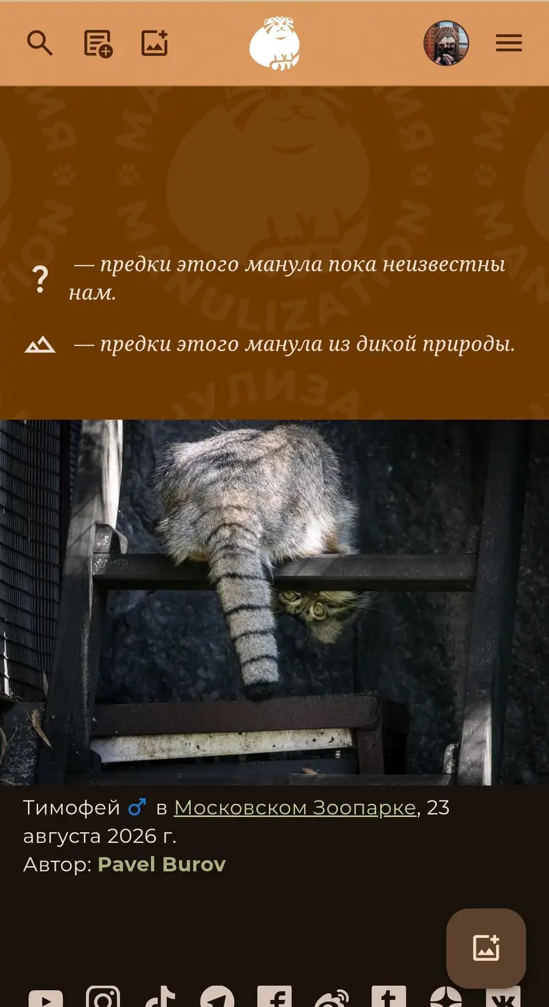 A photograph of a Pallas's cat