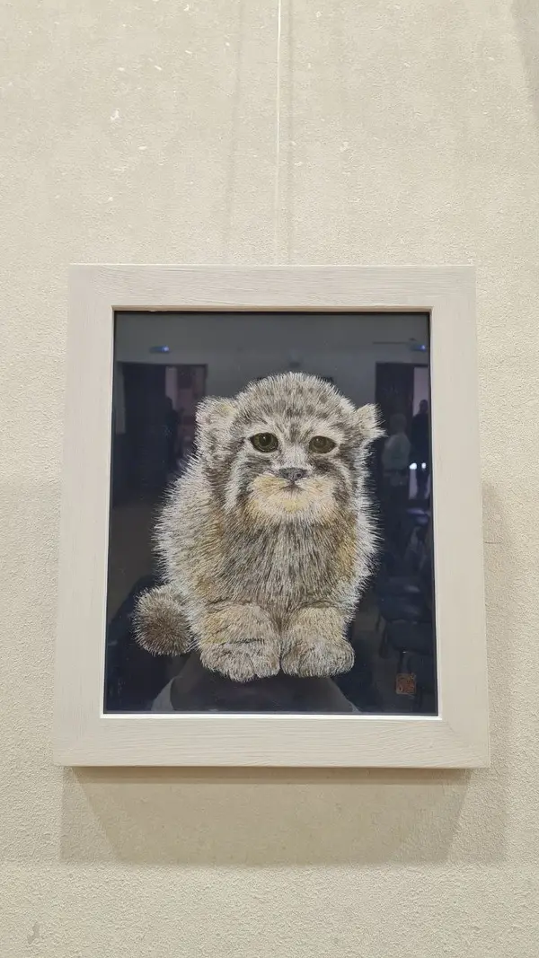 A photograph of a Pallas's cat