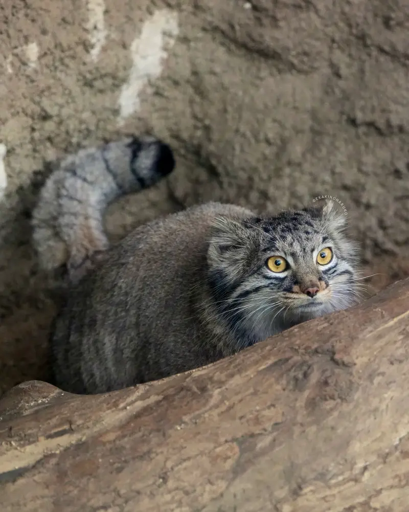 A photograph of Mei in Kobe Animal Kingdom