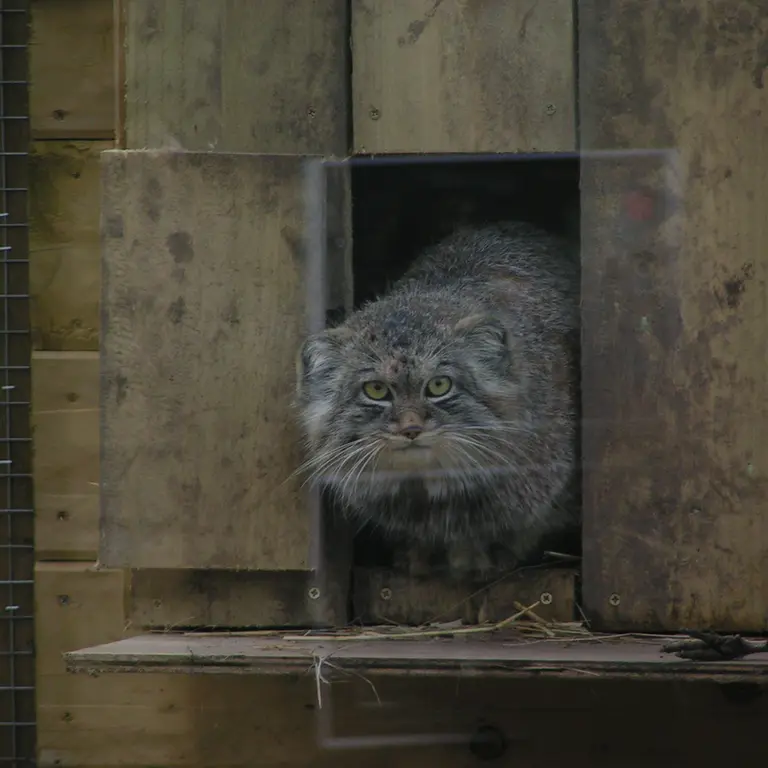 A photograph of Altai in The Lakeland Wildlife Oasis