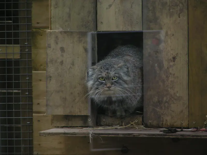 A photograph of Altai in The Lakeland Wildlife Oasis