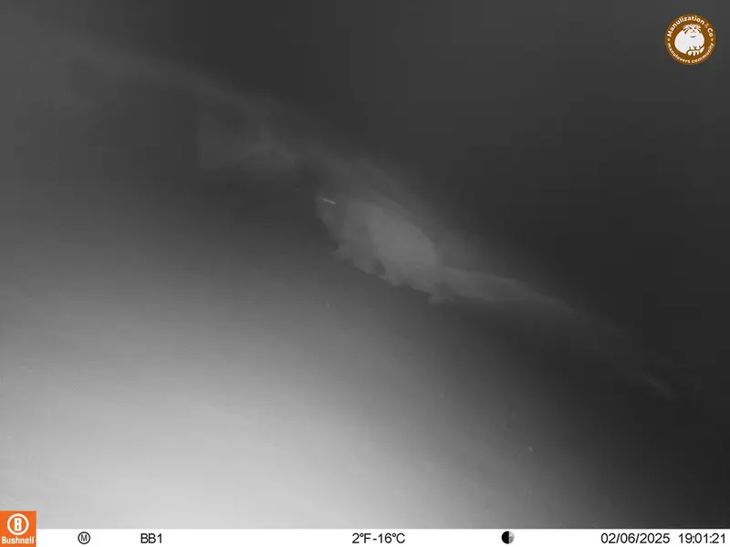 A photograph of Otocolobus manul manul from Aktas-Kunkora camera trap