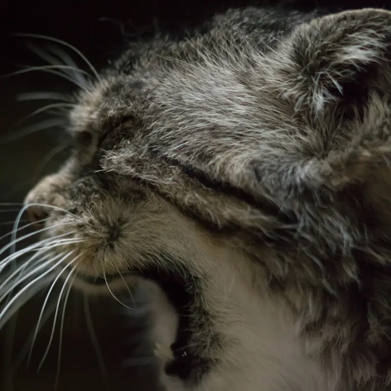 A photograph of Primula in Ueno Zoological Gardens