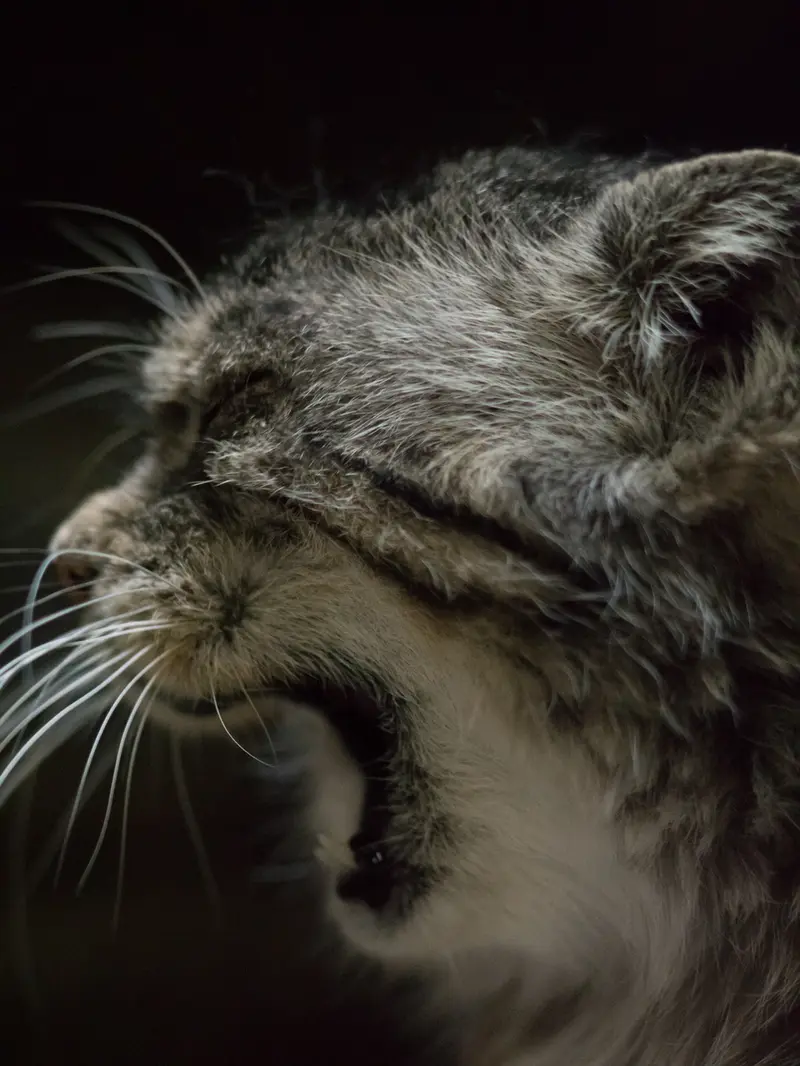 A photograph of Primula in Ueno Zoological Gardens