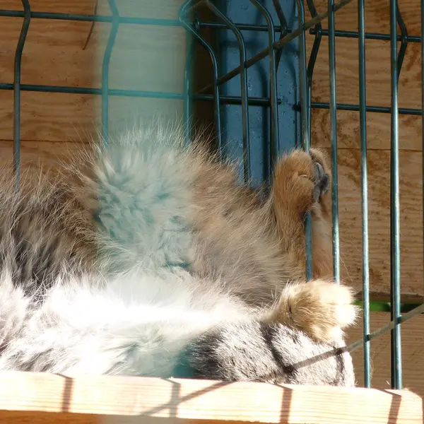 A photograph of Pepe in Barnaul zoo “Lesnaya skazka”