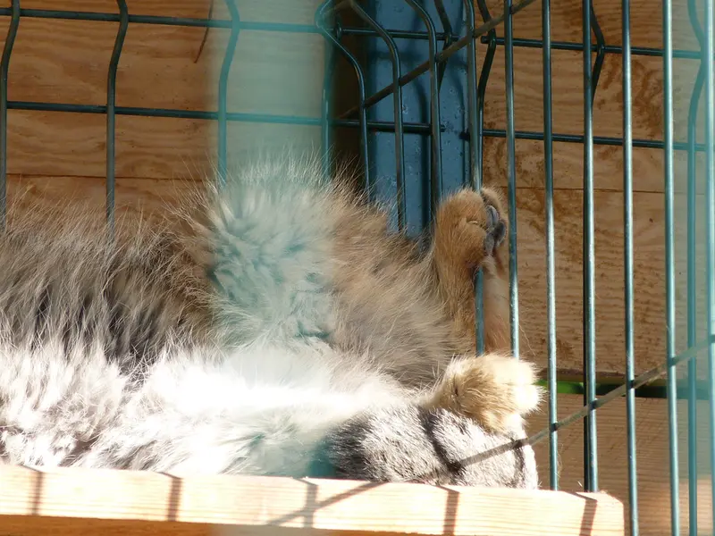 A photograph of Pepe in Barnaul zoo “Lesnaya skazka”