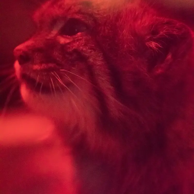 A photograph of Naim in Ueno Zoological Gardens
