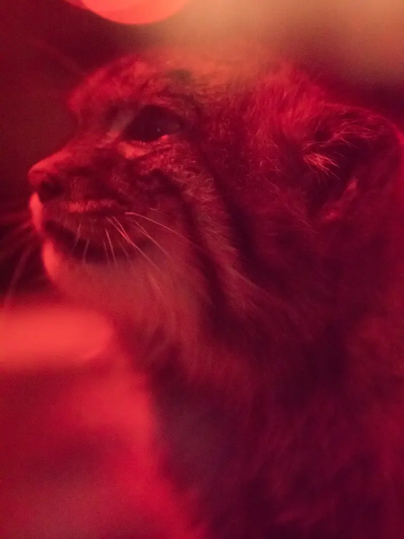 A photograph of Naim in Ueno Zoological Gardens