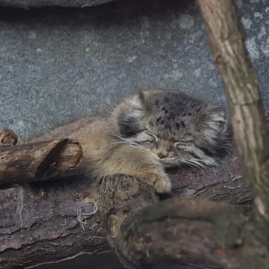 A photograph of Paval in Columbus Zoo and Aquarium