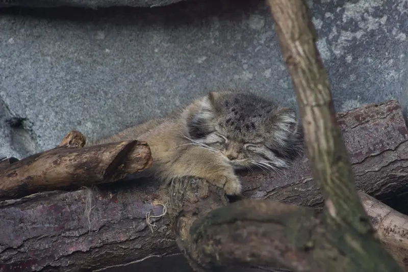 A photograph of Paval in Columbus Zoo and Aquarium