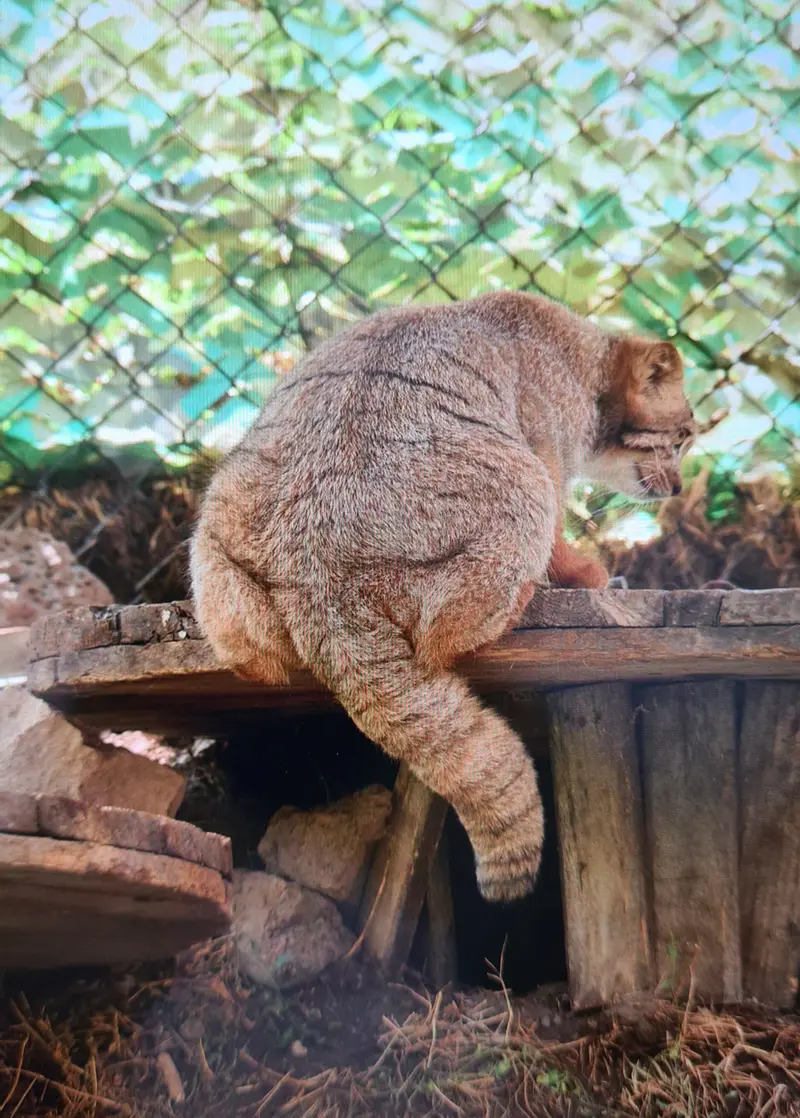 A photograph of a Pallas's cat