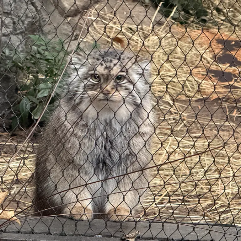 A photograph of Sarnai in Prospect Park Zoo