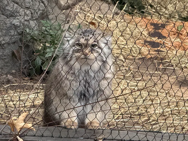 A photograph of Sarnai in Prospect Park Zoo