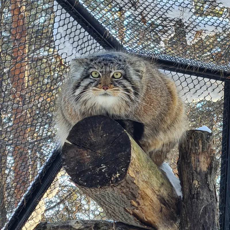 A photograph of Daughter of Eve 2023 Ⅲ in Novosibirsk Zoo