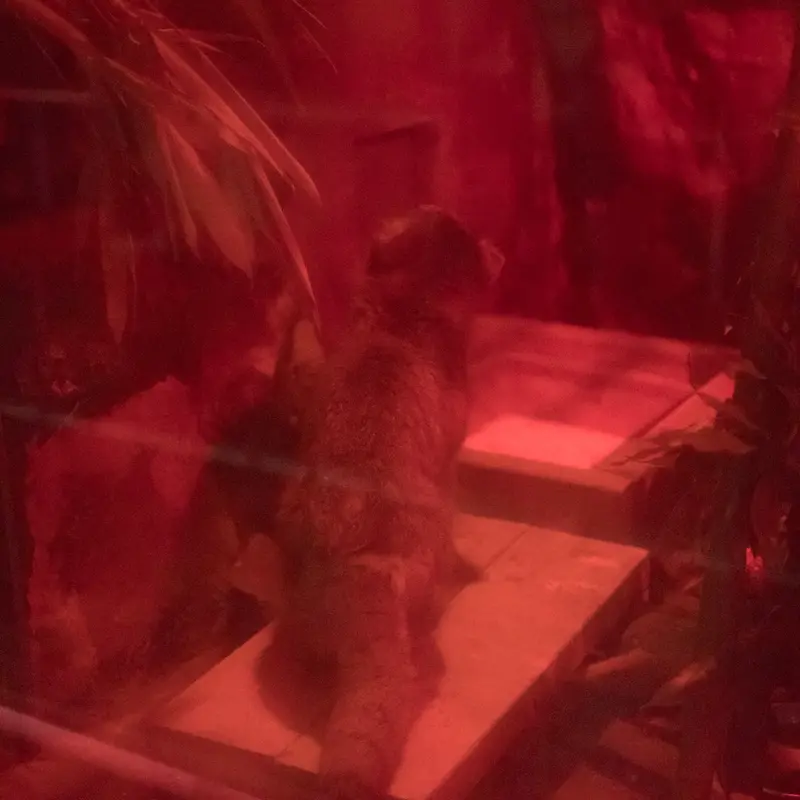 A photograph of Naim in Ueno Zoological Gardens