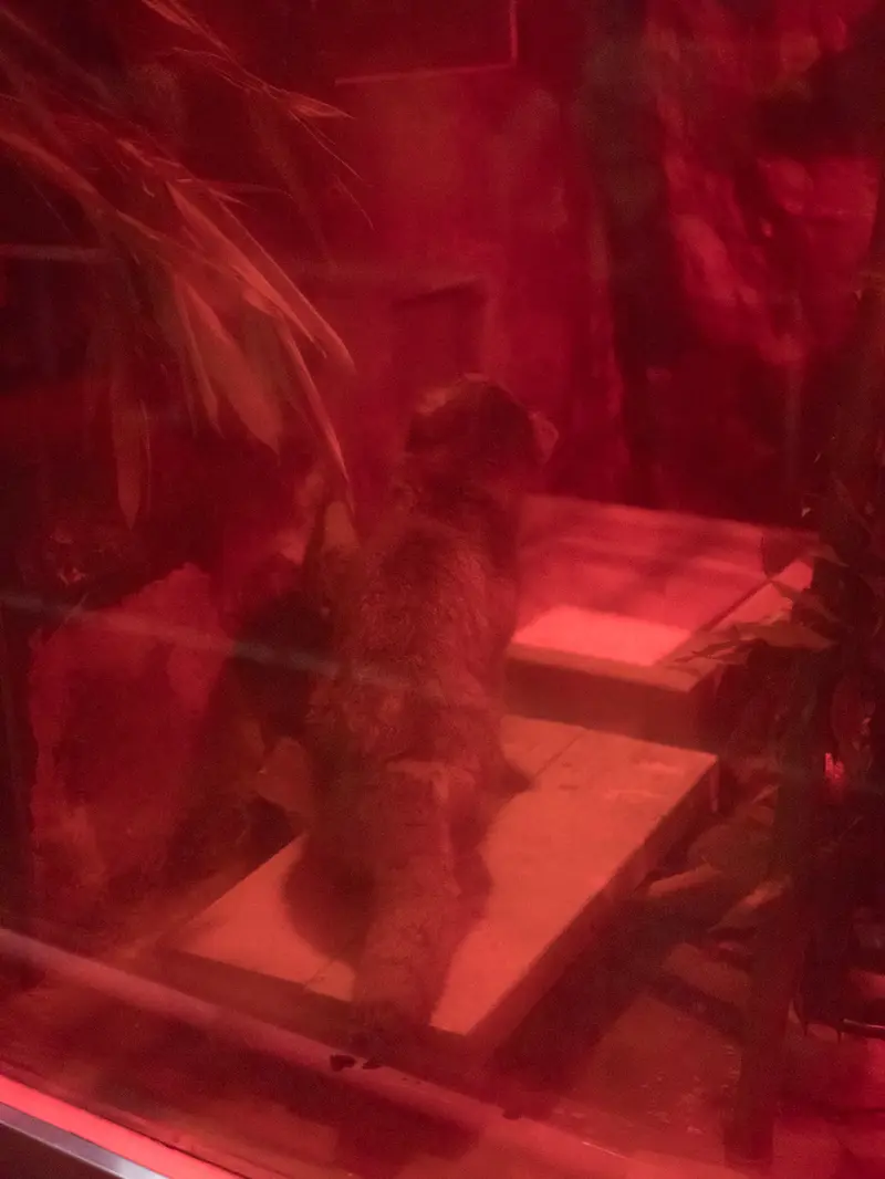 A photograph of Naim in Ueno Zoological Gardens