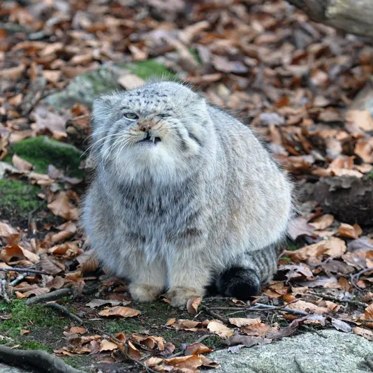 A photograph of Pabu in Nordens Ark