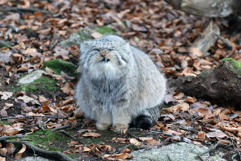 A photograph of Pabu in Nordens Ark