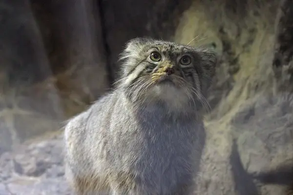 A photograph of Naim in Ueno Zoological Gardens