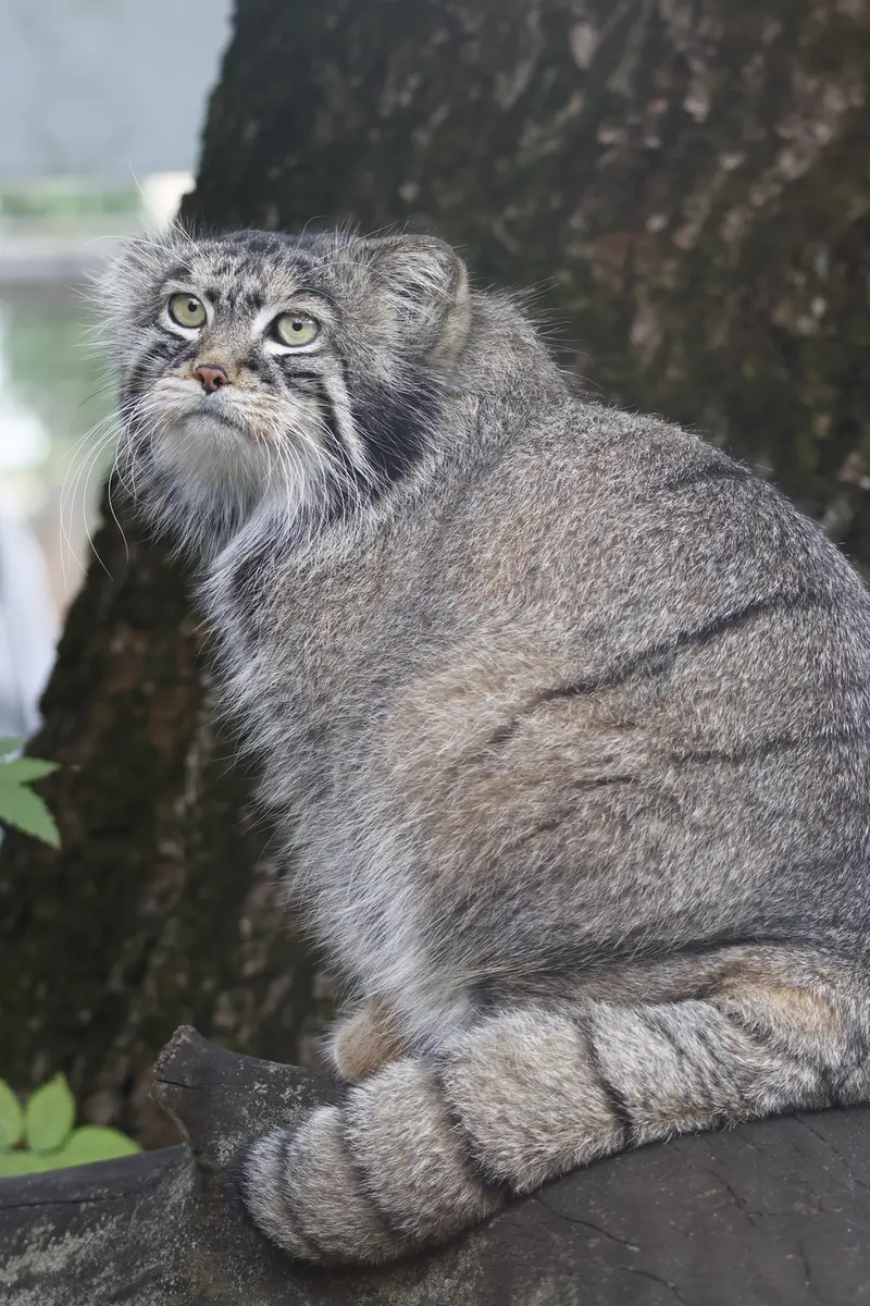 A photograph of Timofey in Moscow zoo