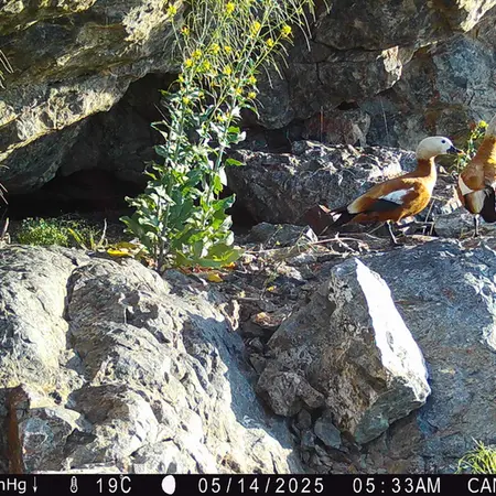A photograph of Ruddy shelduck from Zhundy 1 camera trap