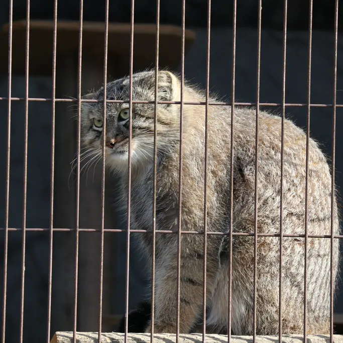 A photograph of a Pallas's cat in Higashiyama Zoo and Botanical Gardens