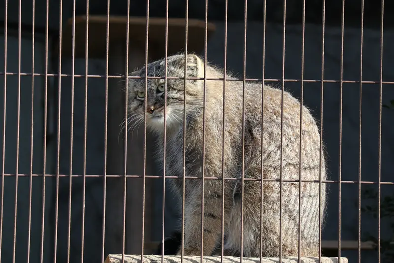 A photograph of a Pallas's cat in Higashiyama Zoo and Botanical Gardens
