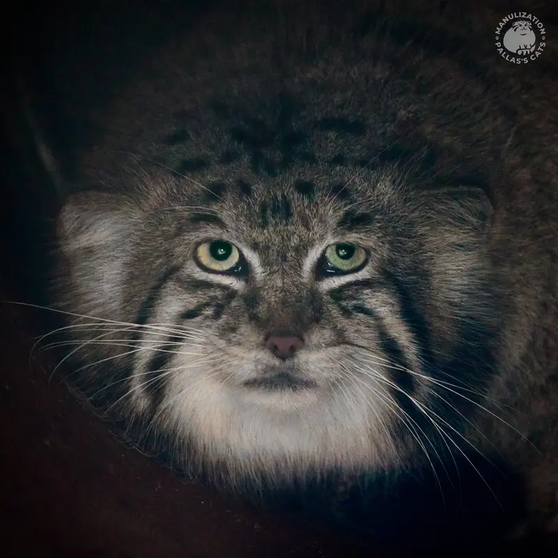 A photograph of Genghis in Kraków Zoo