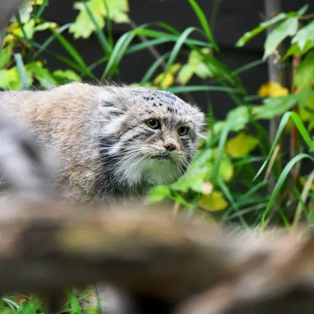 A photograph of Igor in Calgary Zoo / Wilder Institute