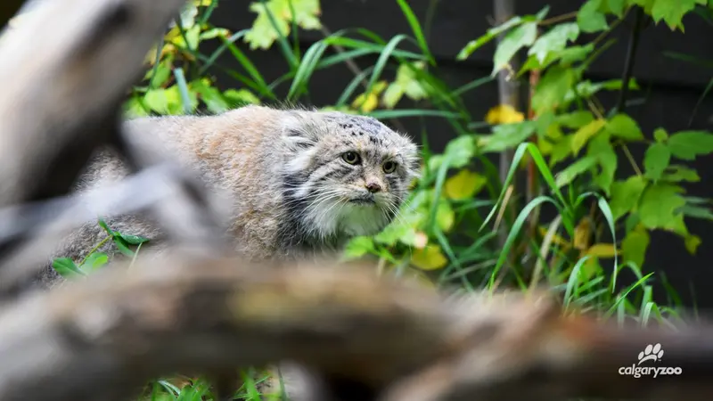 A photograph of Igor in Calgary Zoo / Wilder Institute
