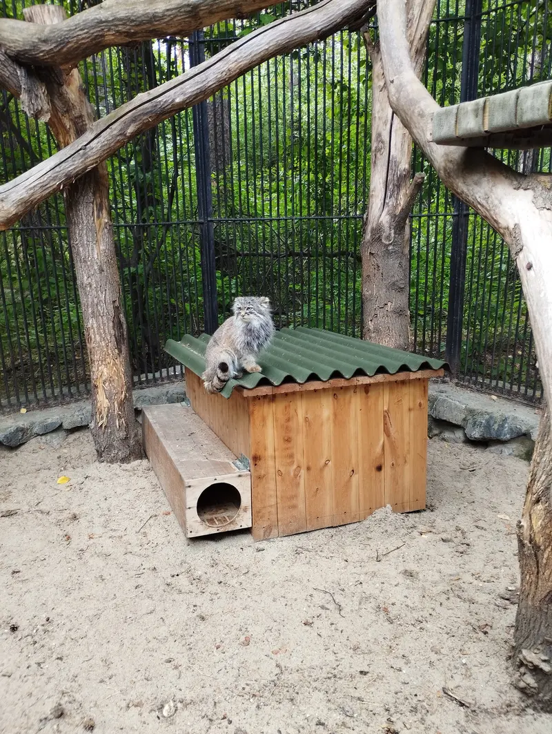 A photograph of a Pallas's cat in Novosibirsk Zoo
