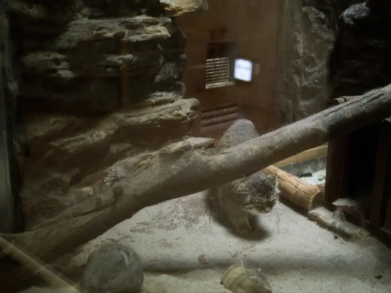A photograph of Primula in Ueno Zoological Gardens