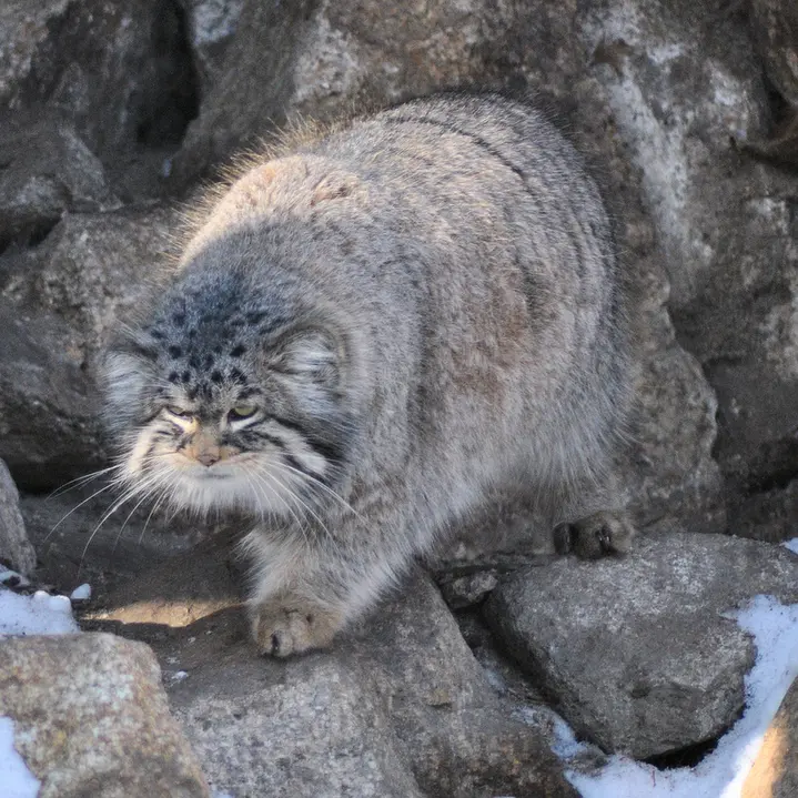 A photograph of Bruce in Görlitz Zoo