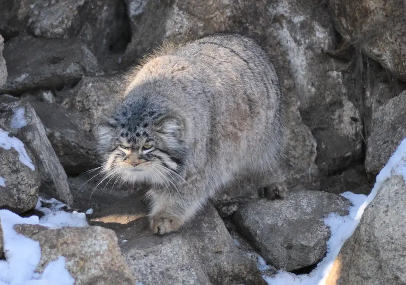A photograph of Bruce in Görlitz Zoo