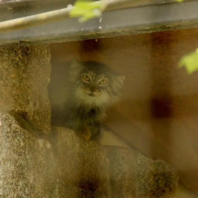 A photograph of Tuya in Chemnitz Zoo